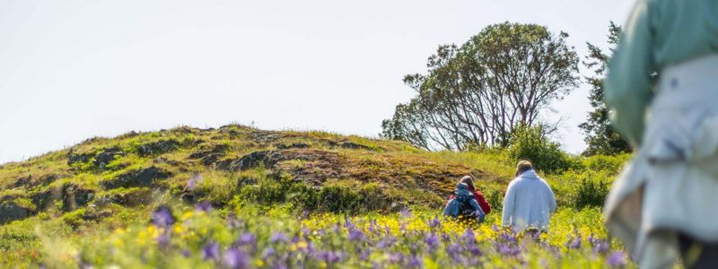 Four people walk through a rolling landscape filled with tall purple flowers.