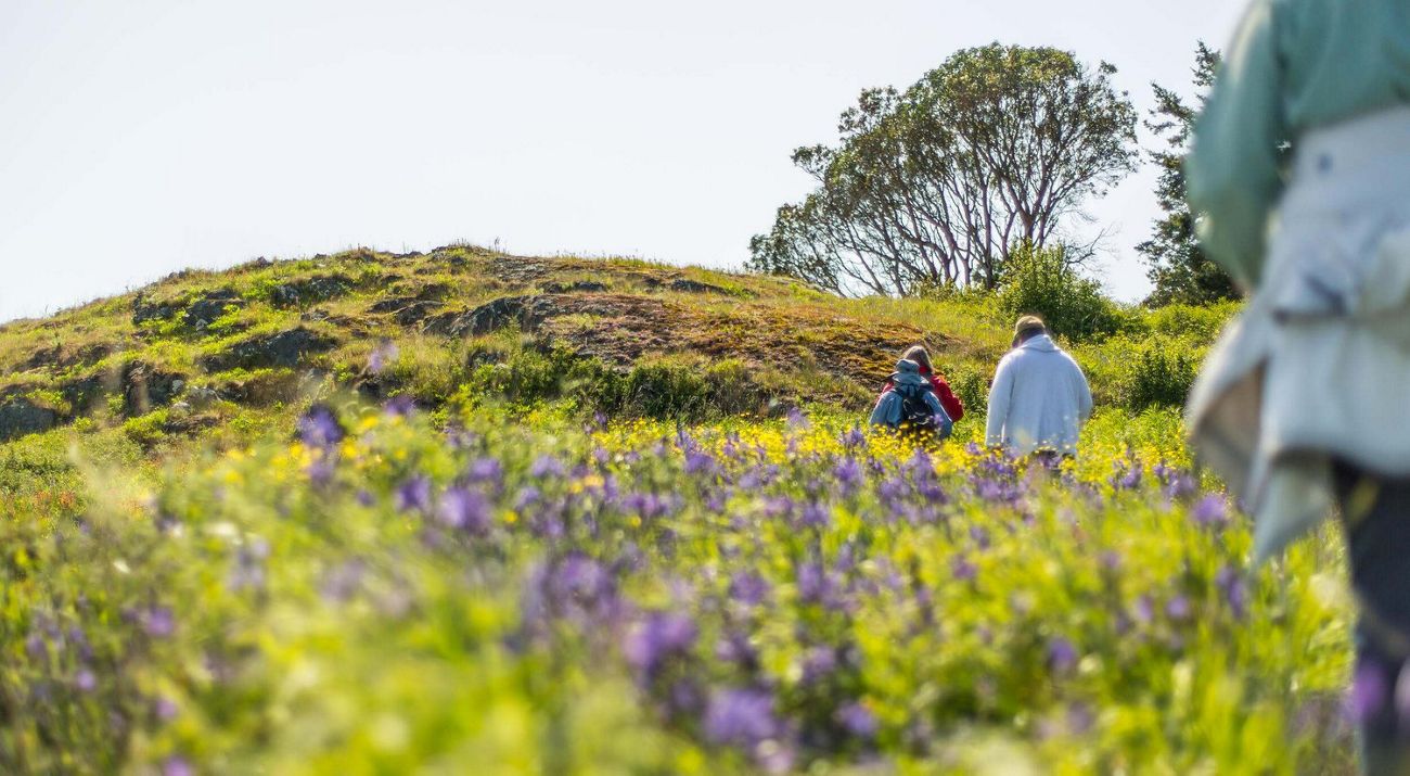 people walking through a lush green field.