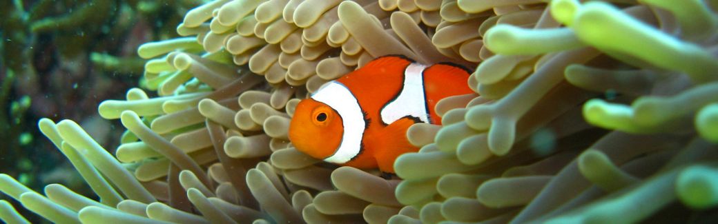 An orange and white striped clownfish floats in the tendrils of a sea anemone.