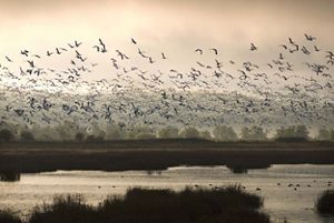 The sky is filled with birds in flight over a tidal wetland.