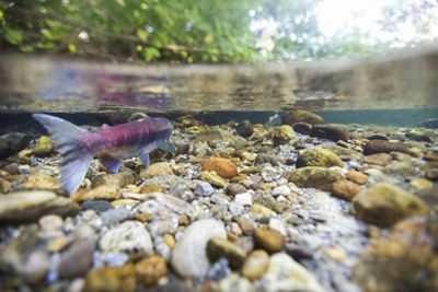 Fotografía subacuática del fondo rocoso de un rio y un pez nadando en agua transparente.