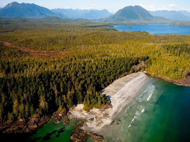 Aerial of old growth forest on coast.