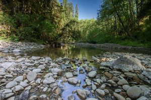 a wide angle view of a creek in a forest.