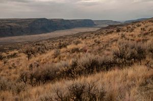 View looking across a vast landscape covered in golden grasses and sagebrush, with rock cliffs in the distance.