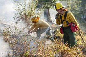A person extinguishing a fire over a bush.