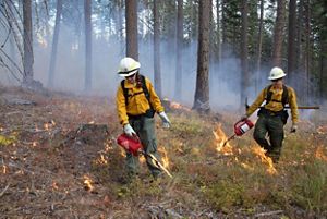 Two fire fighters managing a controlled burn in a forest.