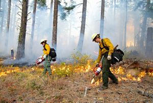 Two prescribed fire practitioners igniting grasses in a forest.
