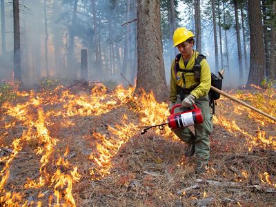 A person in fire gear uses a drip torch to light brush on fire in a forest.