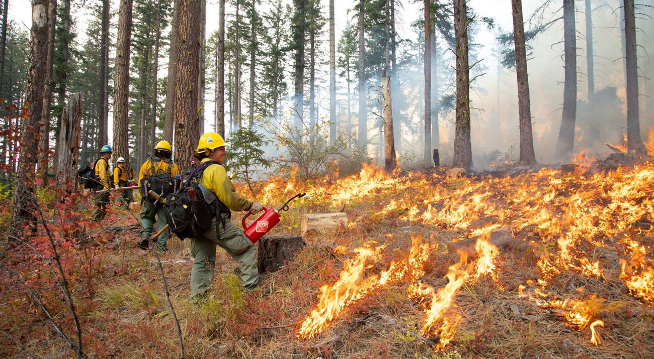 Prescribed fire practitioners execute a 6-acre burn in the Roslyn Urban Forest as part of the 2021 Cascadia Prescribed Fire Training Exchange near Roslyn, WA.