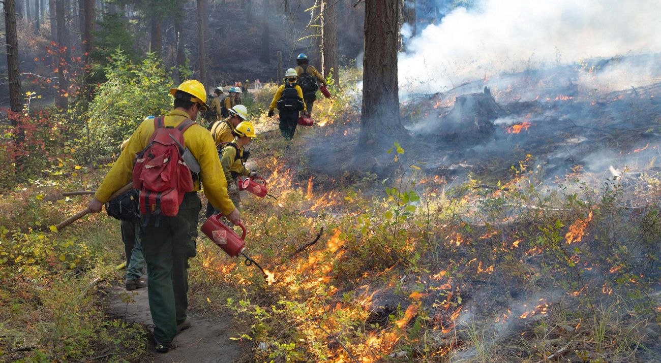 prescribed fire in a forest.