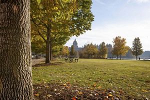 Trees grace Olympia's downtown and environs.