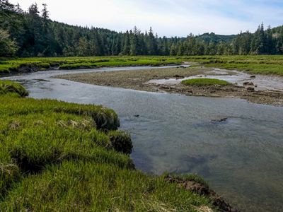 A small stream with grassy banks and forests in the background.