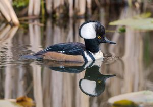 A hooded merganser swims in a body of water; its image is reflected in the water like a mirror image.
