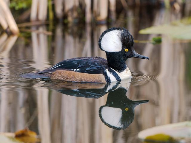 A hooded merganser swims in a body of water; its image is reflected in the water like a mirror image.
