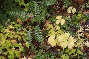 A diversity of green plants growing on the ground.