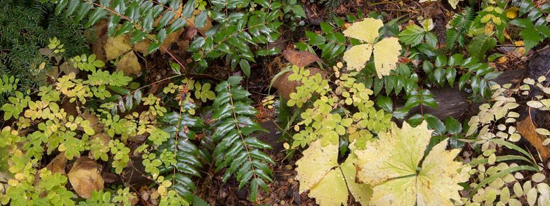 leaves on forest floor.