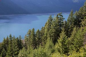 A patch of pine trees along a blue lake.