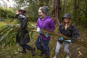 Three young people carrying a bundle of felled vegetation.