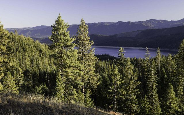 An aerial image of a forest with a lake in the background.