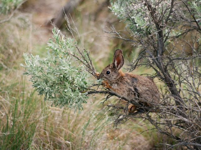 A rabbit sits perched on a branch of sagebrush eating the leaves.