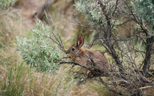 Idaho Rabbit Map 10 Iconic Native Idaho Plants | The Nature Conservancy