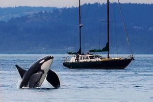An orca breaches next to a moored sailboat.