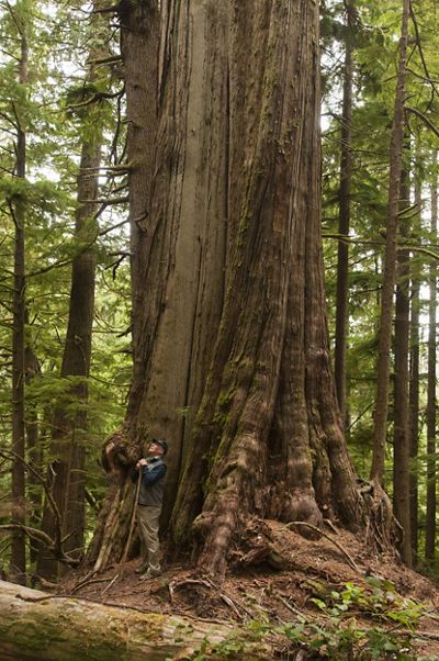 Person standing at base of big tree.