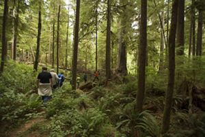 A group of people walk though the woods on a guided hike.