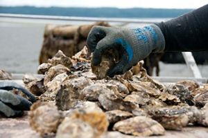 a gloved hand picking up an oyster from a pile of oysters on a table with a cage and shore behind.