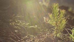 A baby pine tree growing in a forest.