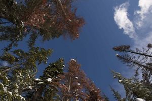 View looking up from the forest floor to the tops of trees in a forest.