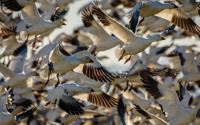 Hundreds of snow geese in flight.