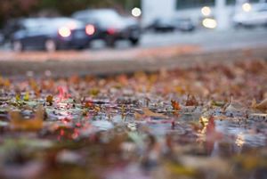 Fall leaves on wet asphalt with traffic in the distance.