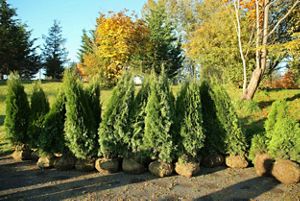 A row of trees stand on a grassy lot wait to be planted.