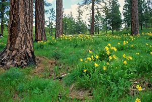 ponderosas and green grasses with yellow flowers.