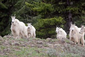 A group of mountain goats stand together in a rocky clearing.