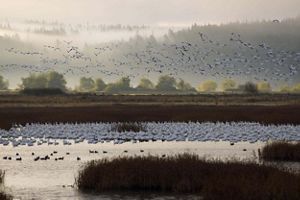 birds flying over a wetland marsh.
