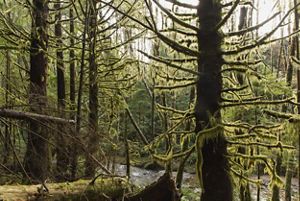 View of old-growth trees in a forest.