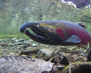 An underwater closeup of a large red salmon.