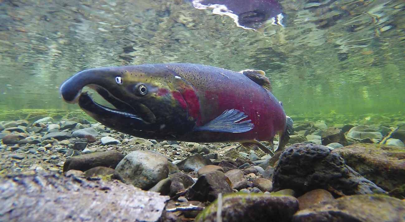 Closeup of a coho salmon.