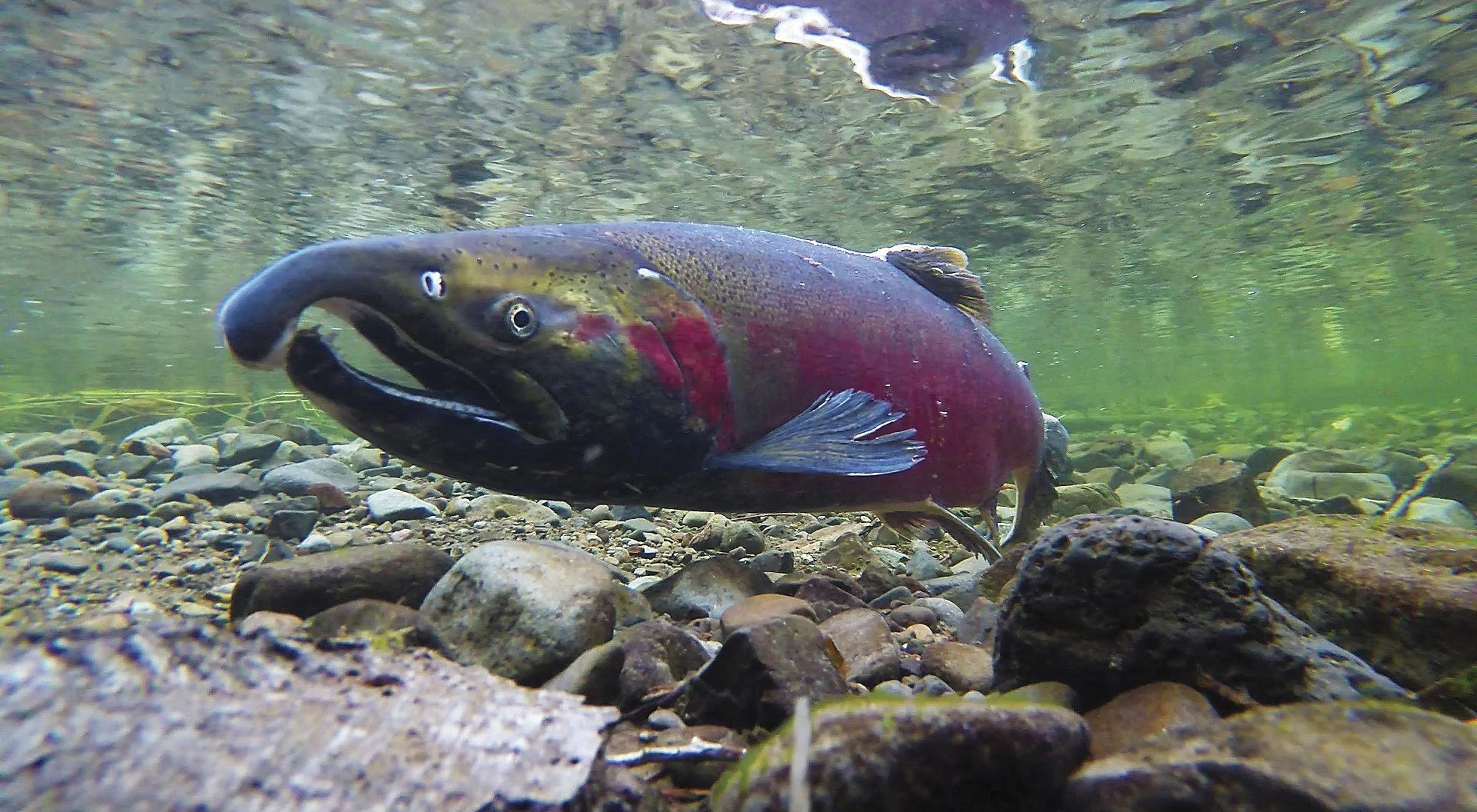 Underwater closeup of a large, red salmon with a hooked upper jaw.