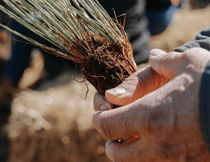 A Waccamaw-Siouan elder holds a longleaf pine—hooheh—plug and prepares to plant it on tribal land.