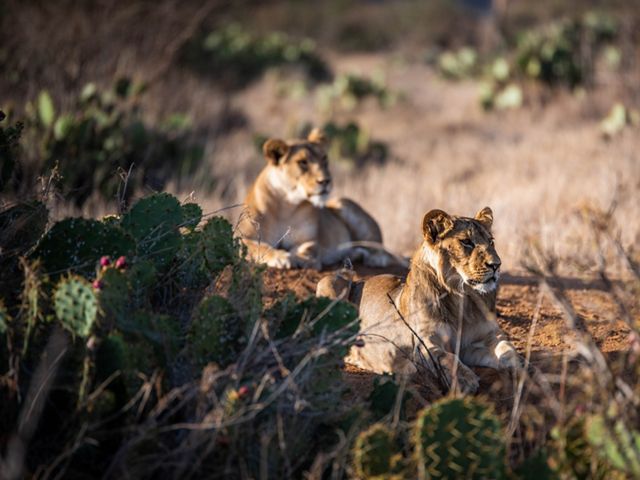 Lions resting in Laikipia County, Kenya.