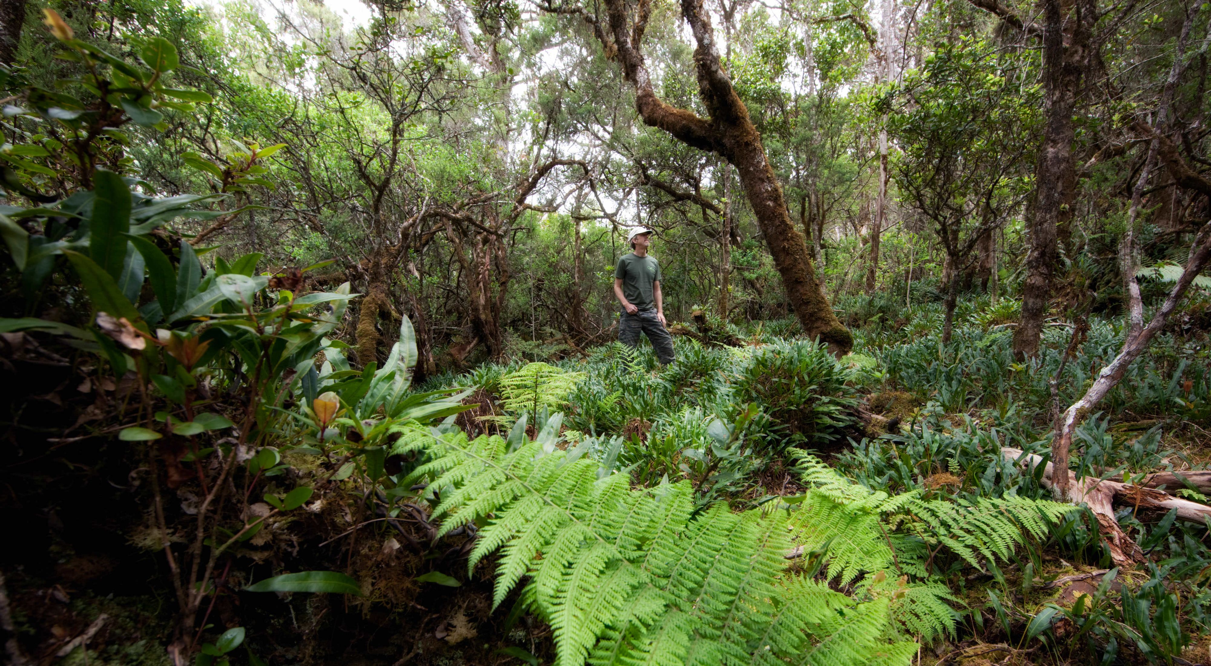 A man walks through dense forest undergrowth.