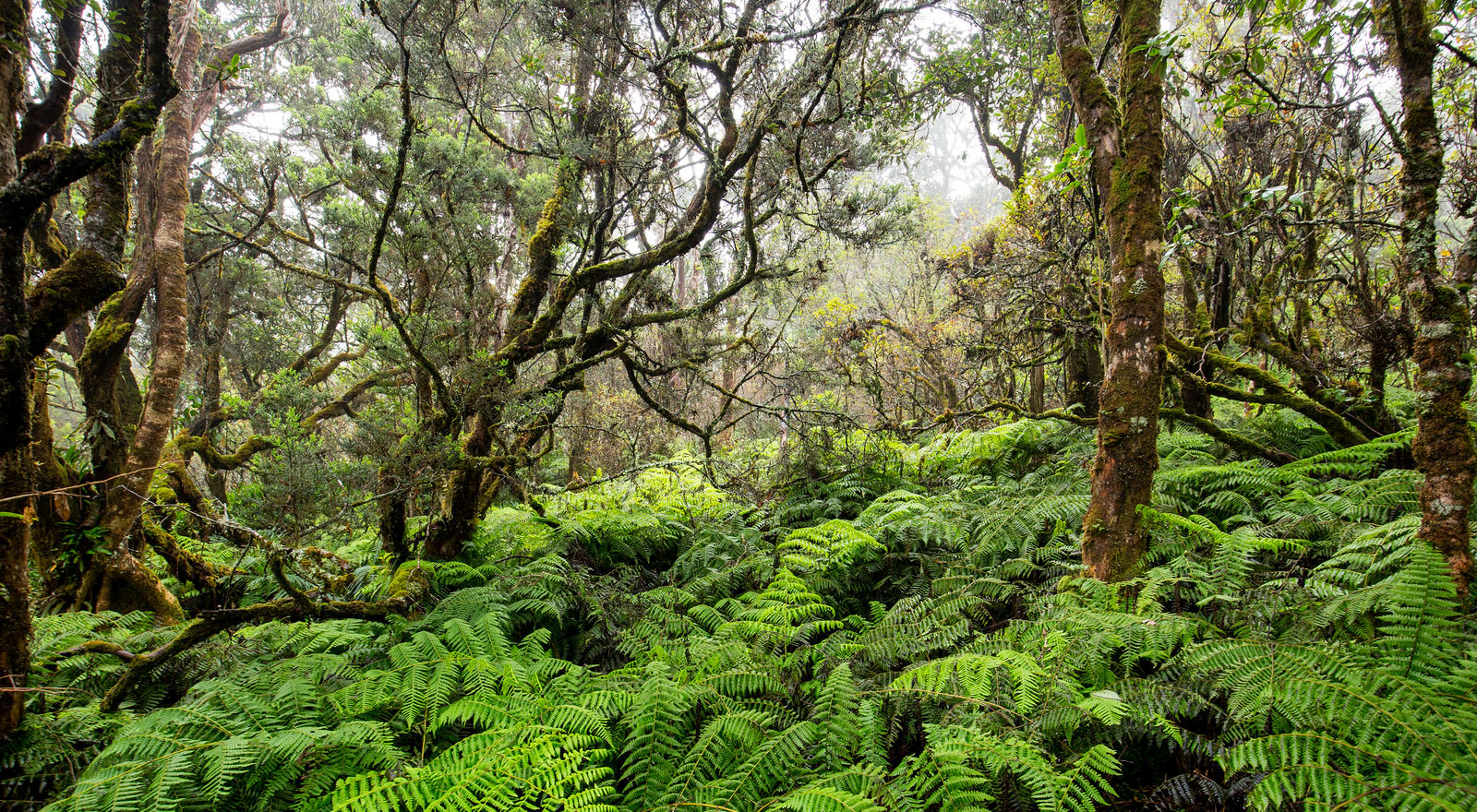 View into a dense, lush tropical forest filled with ferns and moss-covered trees in Hawaii.