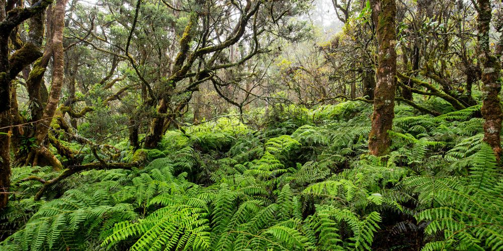 A lush, green forest is filled with ferns and gnarled trees.