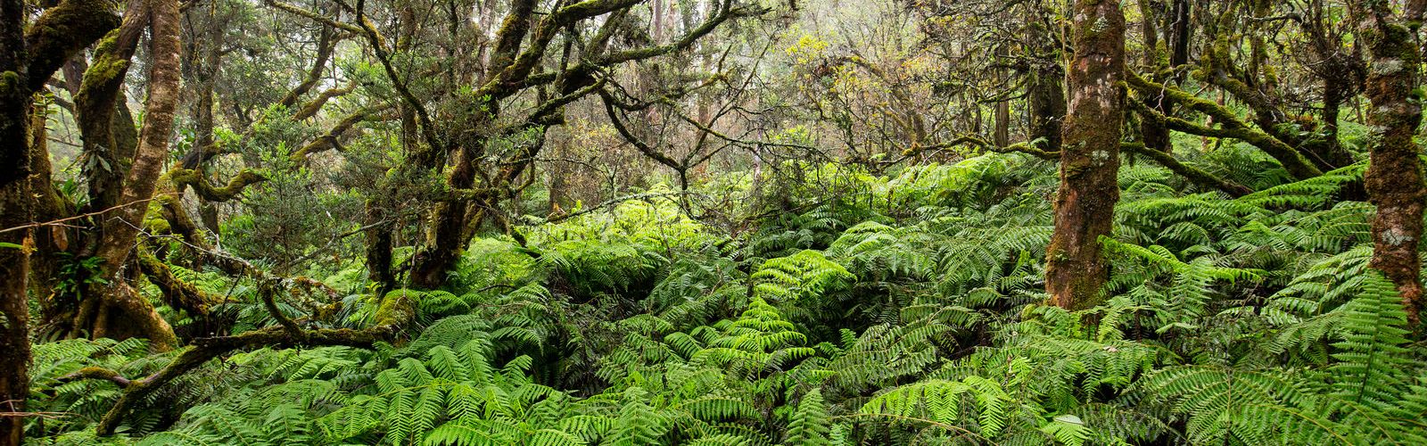 A lush, green forest is filled with ferns and gnarled trees.