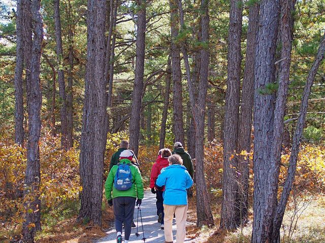A group of hikers walk away from the camera on a flat path in the woods.