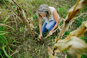 Farmer Ann Brandt kneels down and examines soil.