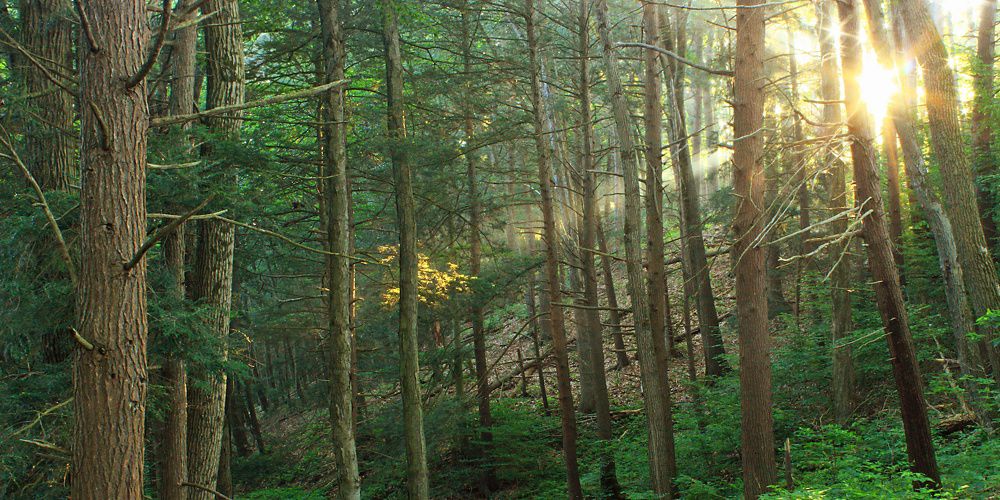 The sun shines through a forest with several tall and thin trees. Green grass grows vibrant along the forest floor.
